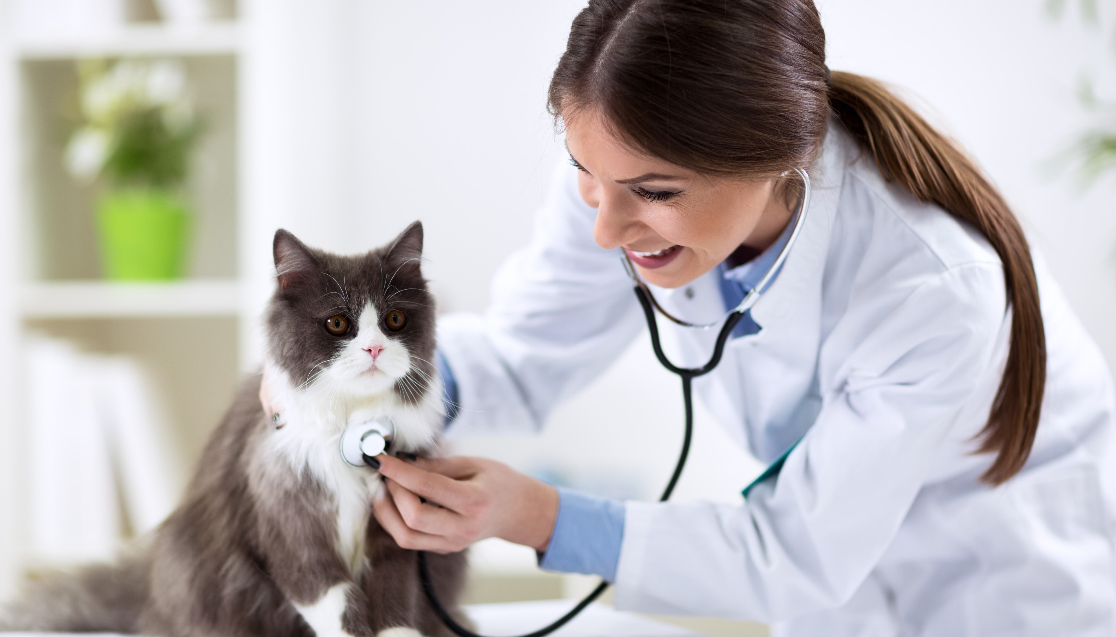 The Comprehensive Guide to the Veterinary College Admission Test (VCAT)
